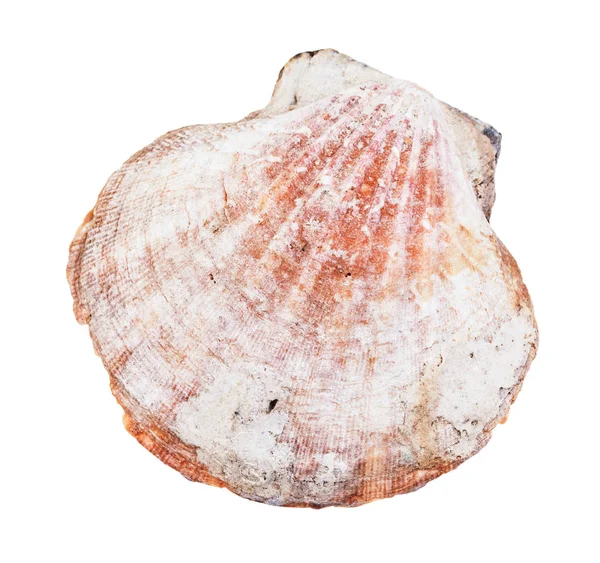 在白色背景上分离出来的褐色扇贝外壳 — 图库照片