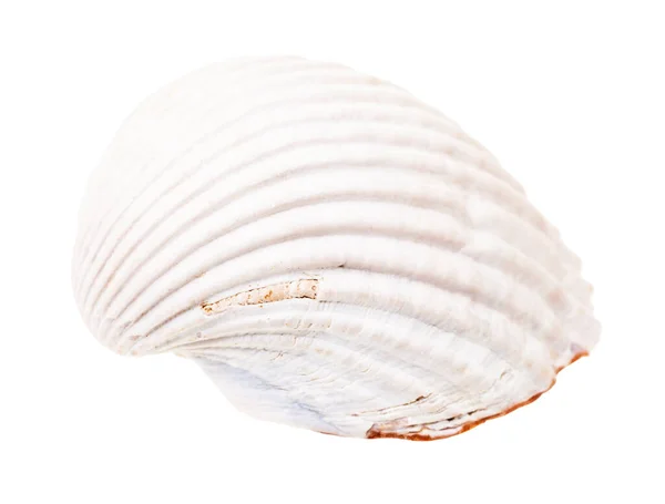 Guscio Bianco Cockle Isolato Sfondo Bianco — Foto Stock