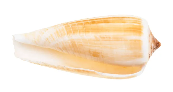 Üres Kagyló Conus Csiga Elszigetelt Fehér Háttér — Stock Fotó