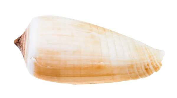 Light Brown Shell Conus Snail Isolated White Background — Stock Photo, Image