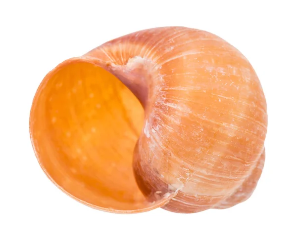 Coquille Orange Vide Escargot Isolé Sur Fond Blanc — Photo