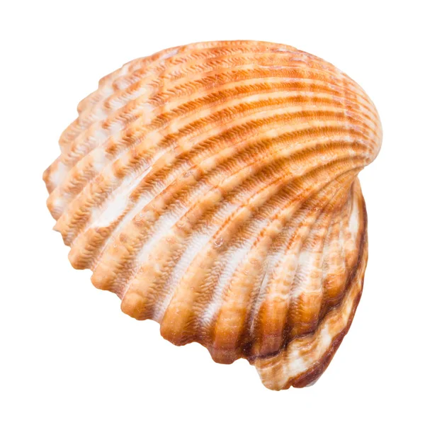 在白色背景上隔离的褐色帽壳 — 图库照片
