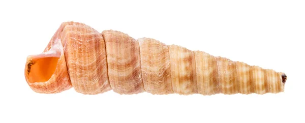 Tomt Skal Turritella Mollusk Isolerad Vit Bakgrund — Stockfoto
