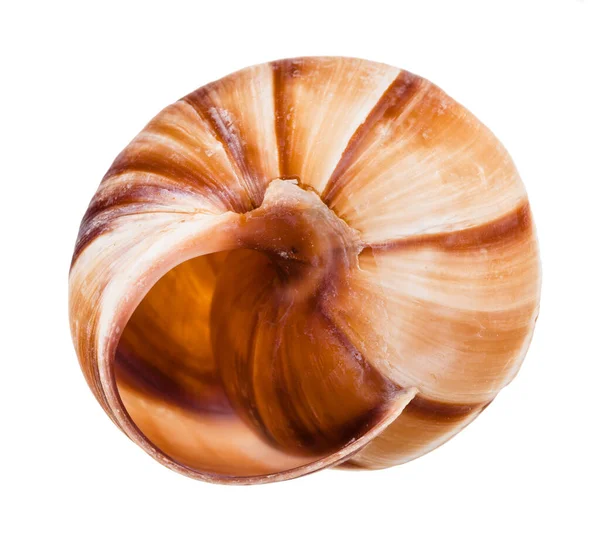 Empty Shell Roman Snail Isolated White Background — Stock Photo, Image