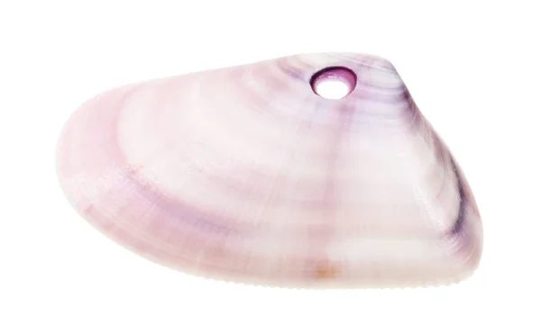 Fialová Skořápka Škeble Perforované Pro Výrobu Perlí Izolovaných Bílém Pozadí — Stock fotografie