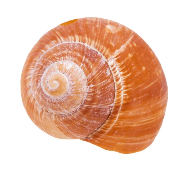 Orange Shell Snail Isolated White Background — стоковое фото