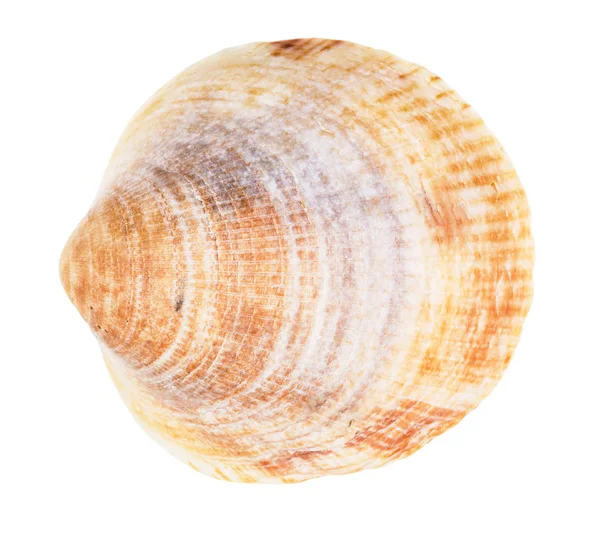 Old Yellow Brown Conch Clam Isolated White Background — Stock Photo, Image