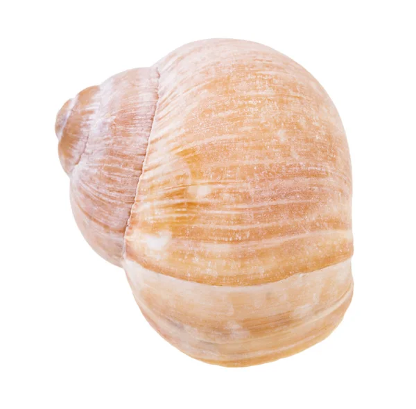 Front View Shell Land Snail Isolated White Background — Stock Photo, Image