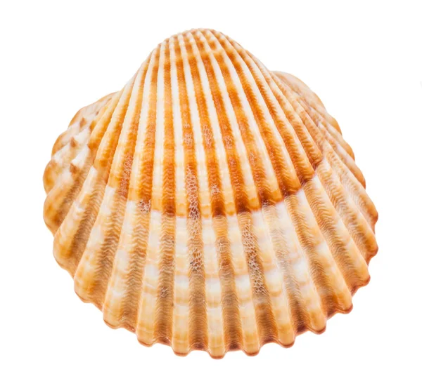 Conchiglia Marrone Giallo Cockle Isolato Sfondo Bianco — Foto Stock