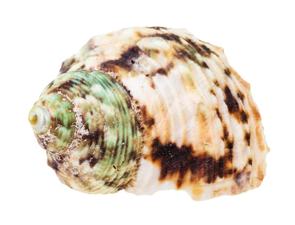 Elica Conchiglia Punteggiata Verde Marrone Mollusco Moscerino Isolato Fondo Bianco — Foto Stock