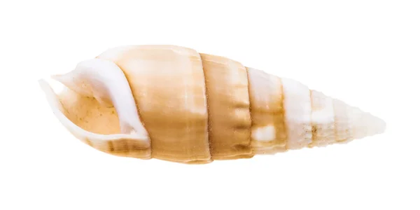Coquille Vide Mollusque Cerithe Isolé Sur Fond Blanc — Photo