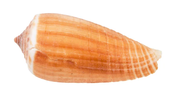 白い背景に分離されたイモガイの殻 — ストック写真