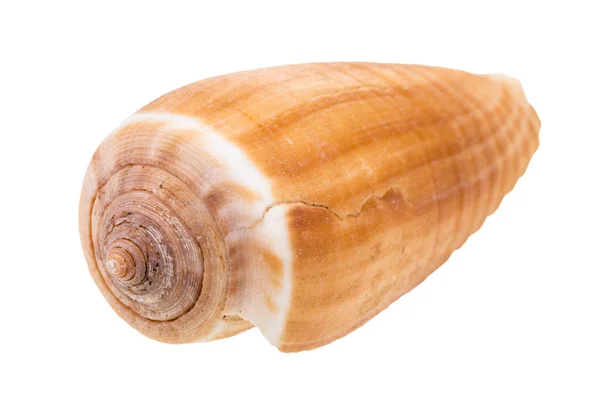 在白色背景上隔离的锥形蜗牛贝壳 — 图库照片