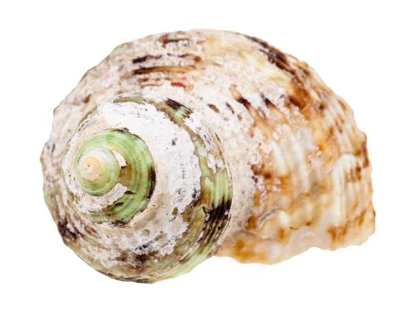 Vecchio Guscio Elicoidale Mollusco Moscerino Isolato Fondo Bianco — Foto Stock