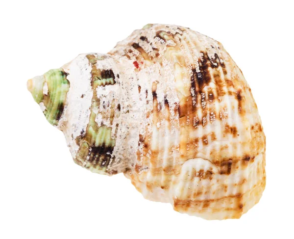 白い背景に隔離された圧倒的な軟体動物の古い殻 — ストック写真