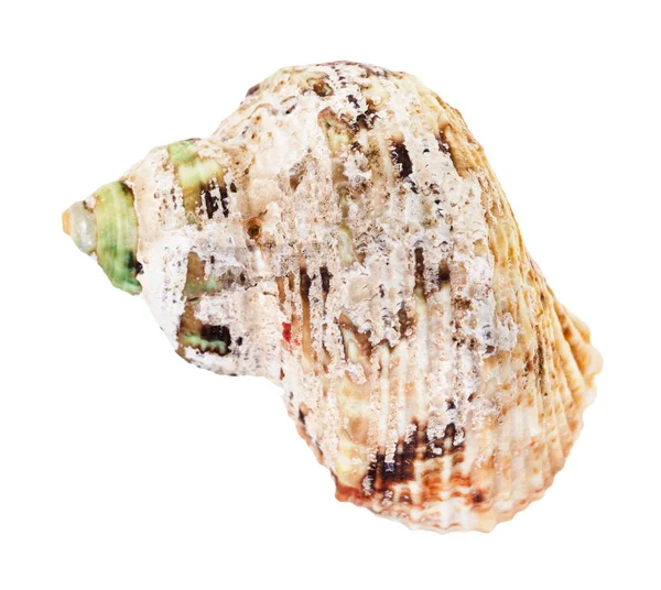 白色背景下孤立的幼体软体动物的旧外壳的前视图 — 图库照片
