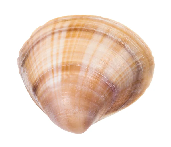 Randig Brun Conch Mussla Isolerad Vit Bakgrund — Stockfoto