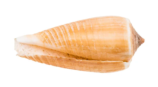 Empty Shell Cone Snail Isolated White Background — Stock Photo, Image