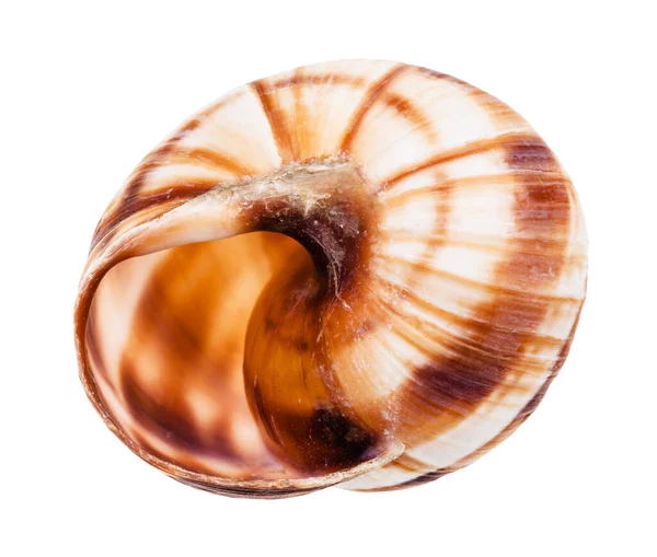 在白色背景上隔离的勃艮第蜗牛的空壳 — 图库照片