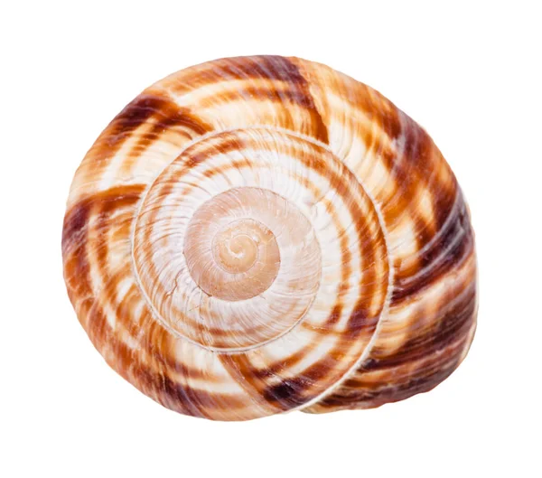 Helix Shell Van Bordeaux Slak Geïsoleerd Witte Achtergrond — Stockfoto
