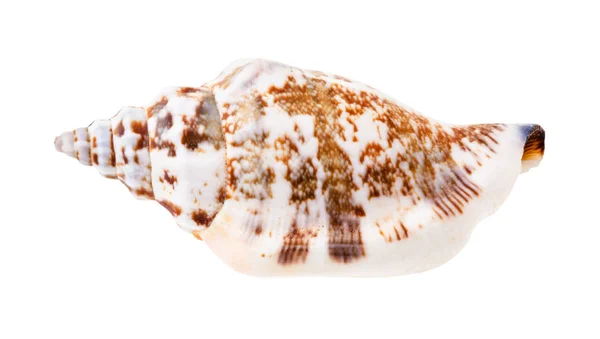 Coquille Mollusque Buccin Isolé Sur Fond Blanc — Photo