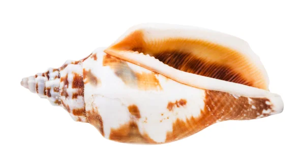 Empty Conch Whelk Mollusc Isolated White Background — Stock Photo, Image