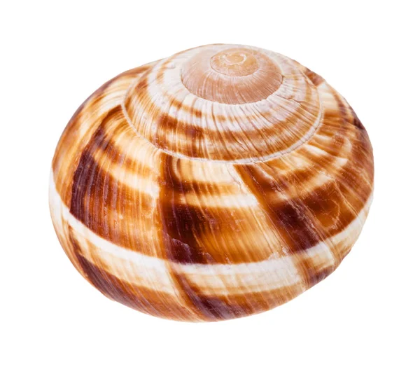 在白色背景上隔离的单个勃艮第蜗牛壳 — 图库照片