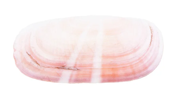 白色背景下孤立的粉红蛤蟆海螺 — 图库照片
