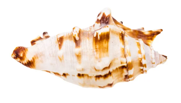 Lastura Mořského Šneka Izolované Bílém Pozadí — Stock fotografie