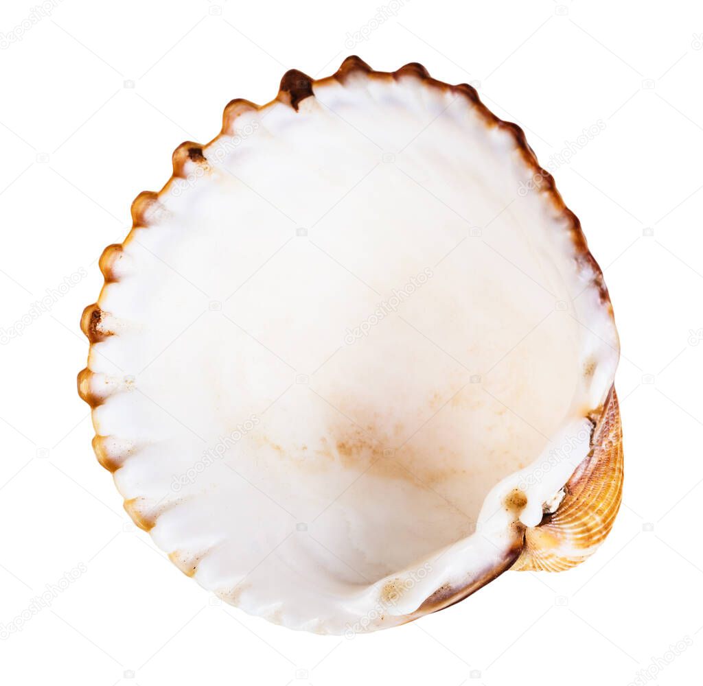 empty brown shell of cockle isolated on white background