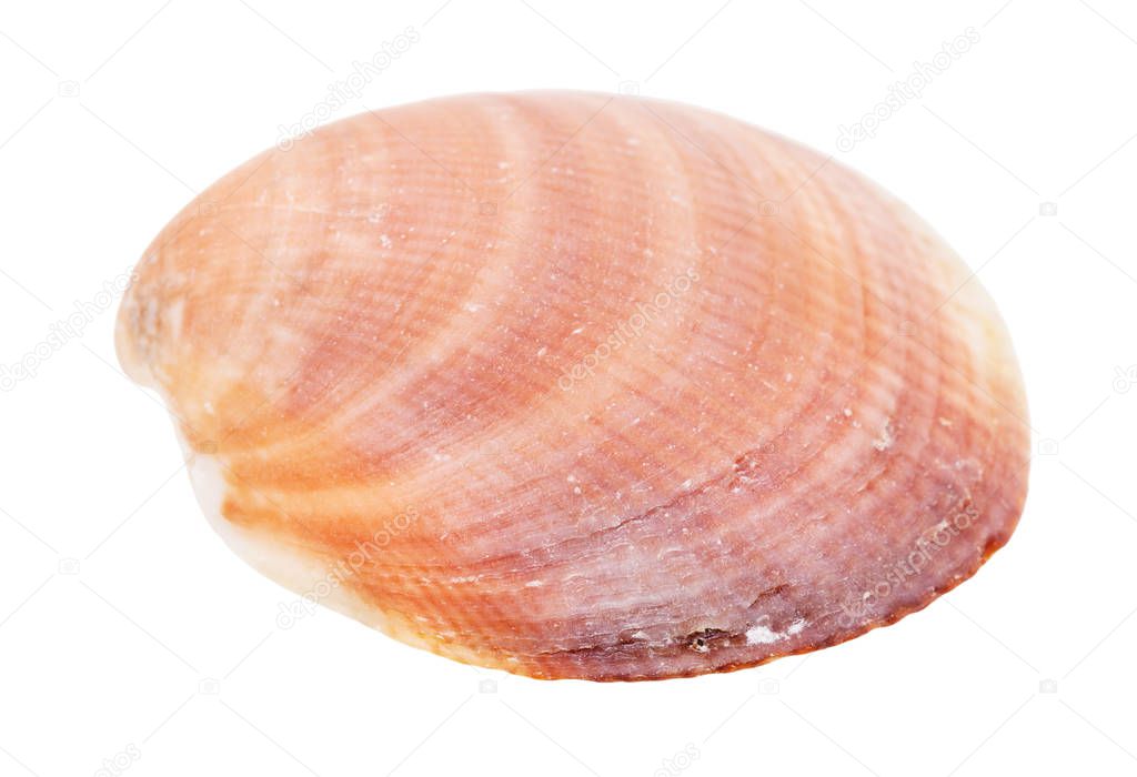 yellow brown seashell of clam isolated on white background
