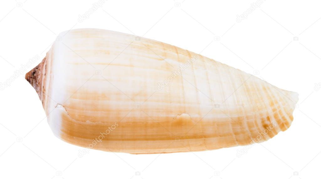light brown shell of conus snail isolated on white background