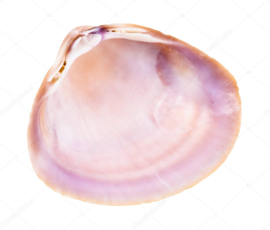 empty violet shell of clam isolated on white background