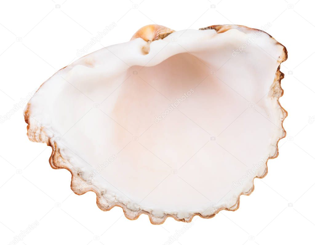 empty shell of cockle isolated on white background