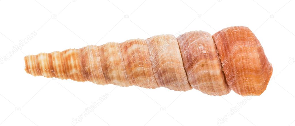 shell of turritella mollusk isolated on white background