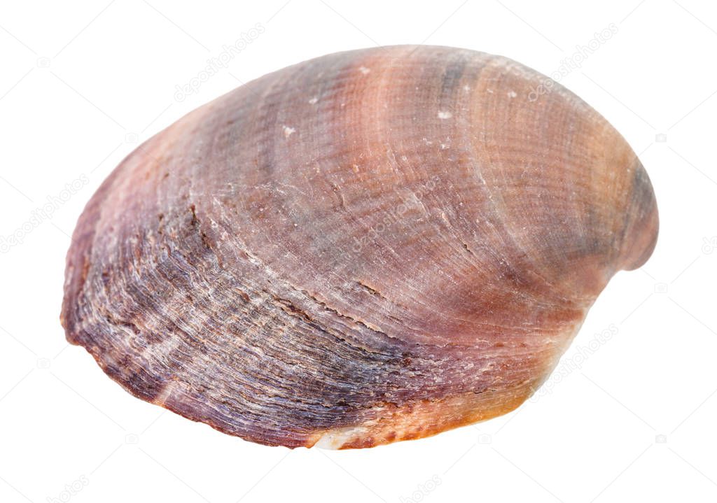 red brown shell of clam isolated on white background