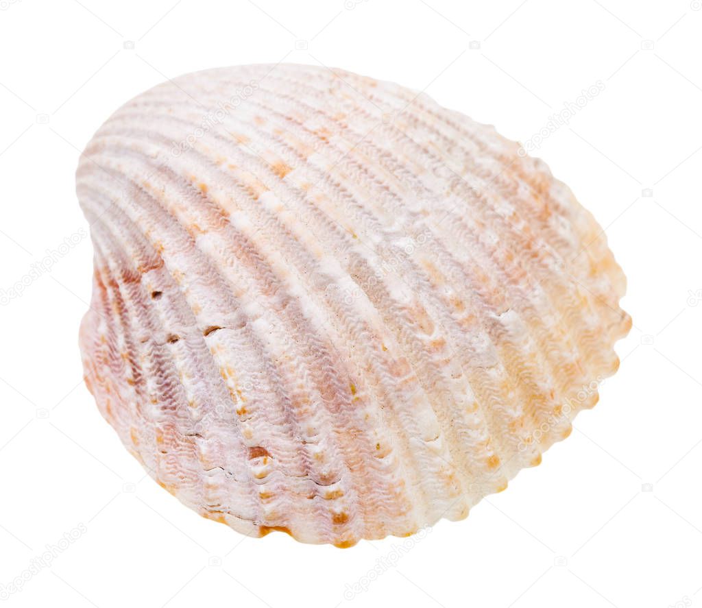 pink shell of cockle isolated on white background