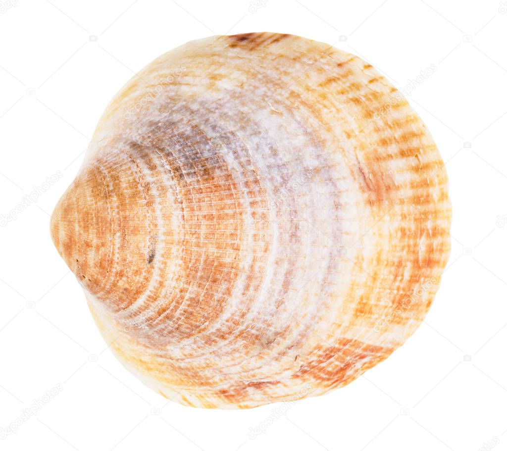 old yellow brown conch of clam isolated on white background