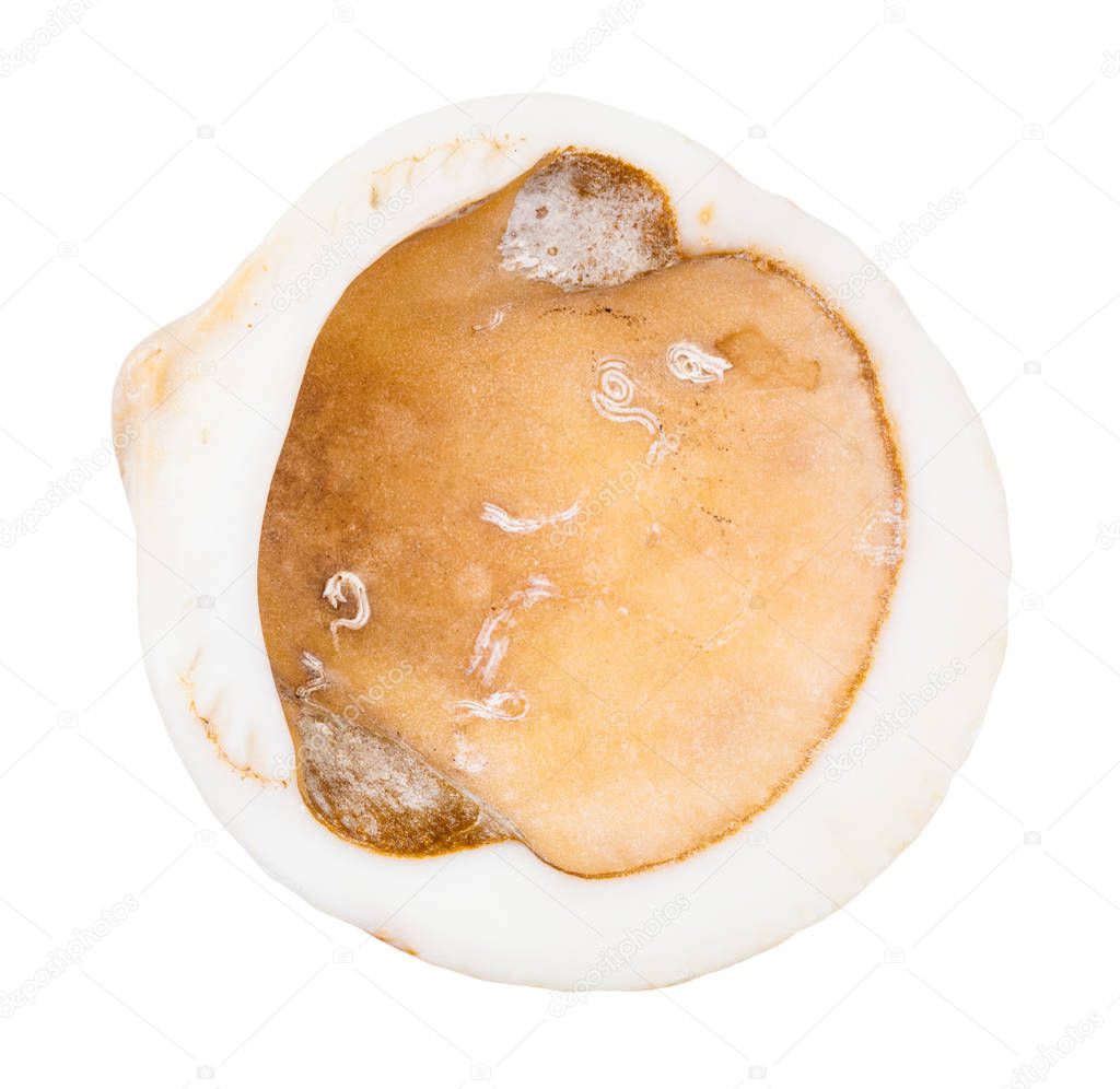 empty old yellow brown shell of clam isolated on white background