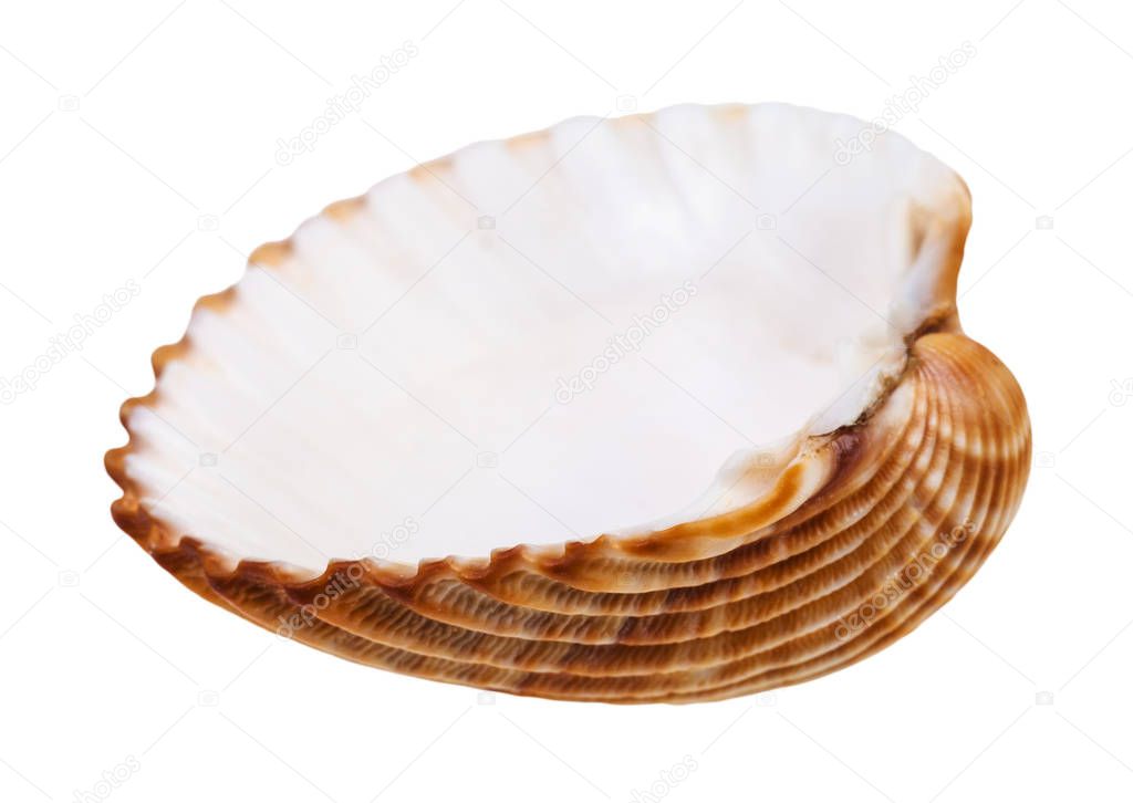 empty yellow brown seashell of cockle isolated on white background