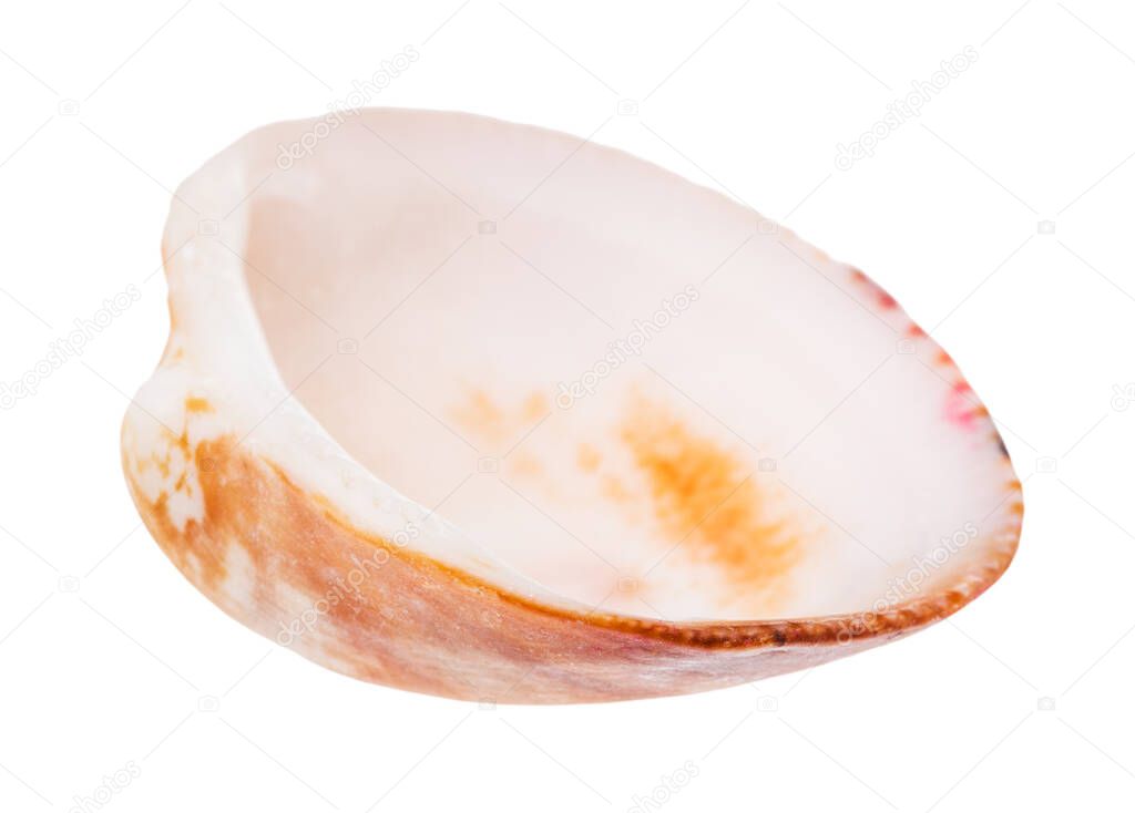 empty orange brown shell of cockle isolated on white background