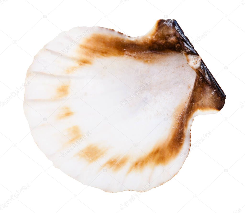 empty shell of scallop isolated on white background