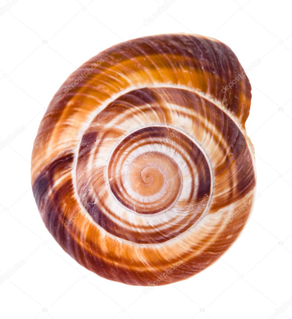 helix shell of edible snail isolated on white background
