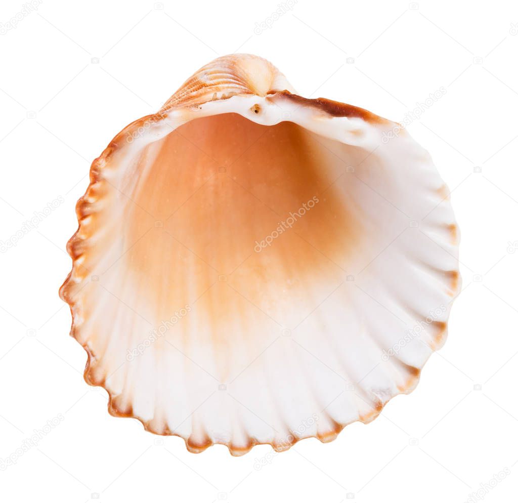 empty old brown shell of cockle isolated on white background