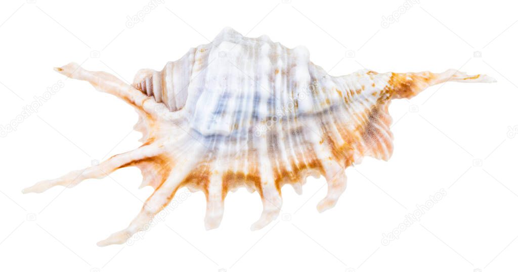 blue shell of murex snail isolated on white background