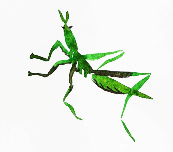 Green Locust Grasshopper Hand Drawn Watercolors Creamy White Paper Sumi — Stock Photo, Image