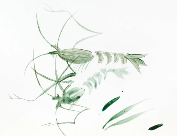 Paar Grüne Garnelen Aquarell Auf Weißem Papier Sumi Suibokuga Stil — Stockfoto