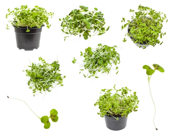 Set Van Verse Groene Mosterdkers Geïsoleerd Witte Achtergrond — Stockfoto