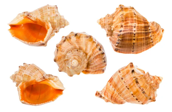 Serie Conche Mollusco Rapana Isolate Fondo Bianco — Foto Stock