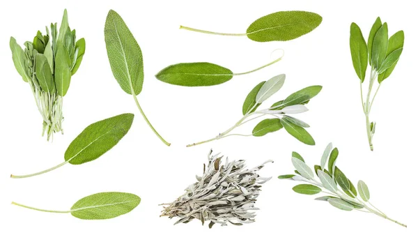 Set Foglie Salvia Salvia Officinalis Erbe Isolate Fondo Bianco — Foto Stock